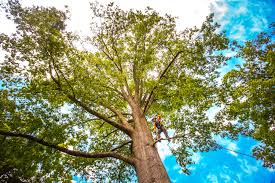 Best Palm Tree Trimming  in Troutdale, OR