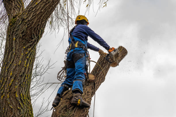 Best Hazardous Tree Removal  in Troutdale, OR