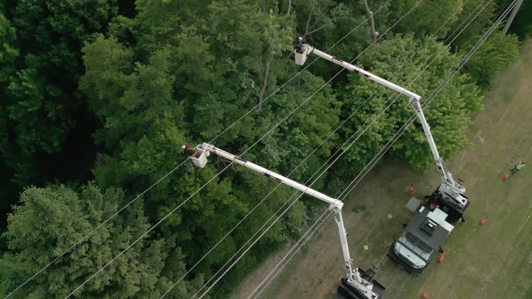 How Our Tree Care Process Works  in  Troutdale, OR
