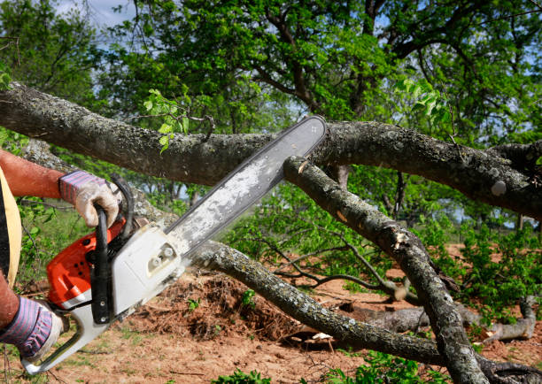 Best Leaf Removal  in Troutdale, OR
